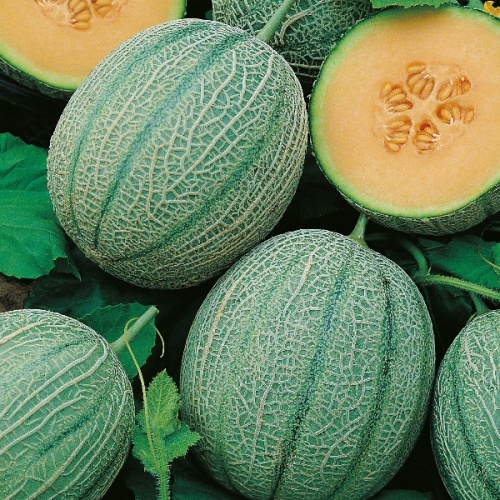 Melon Charmont